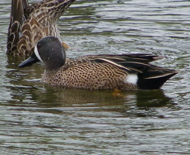 Blue-winged Teal 3_11_2012